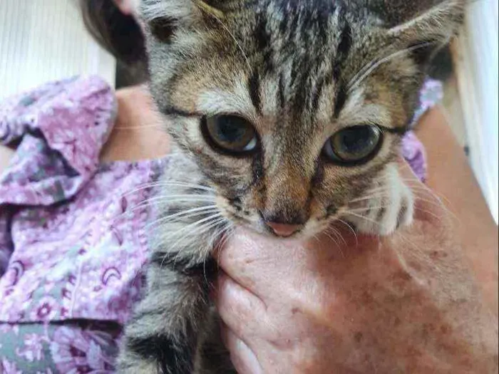 Gato ra a SRD idade 2 a 6 meses nome Sansão 