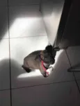 Junior 