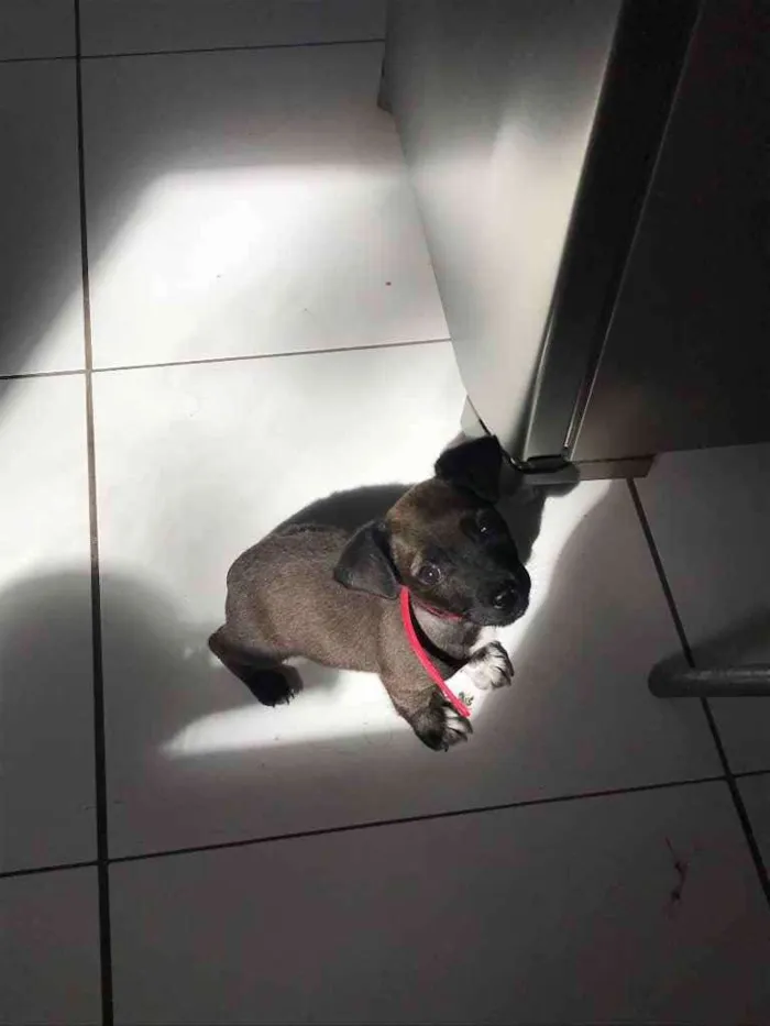 Cachorro ra a  idade 2 a 6 meses nome Junior 