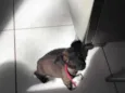 Junior 