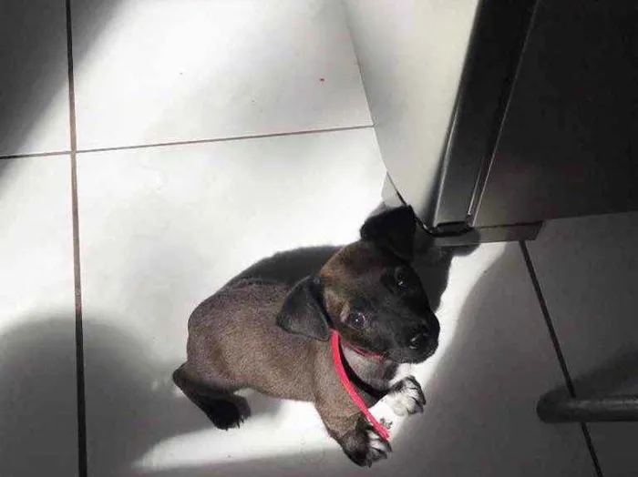 Cachorro ra a  idade 2 a 6 meses nome Junior 