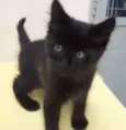 Tino 