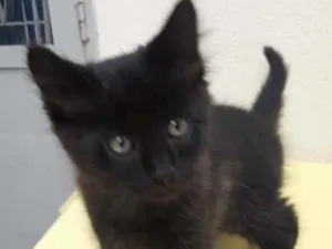 Gato raça SRD idade 2 a 6 meses nome Tino 