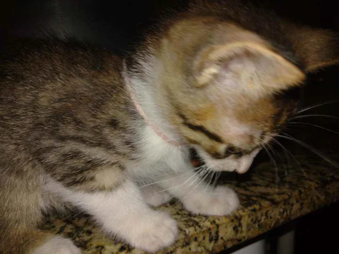 Gato ra a  idade Abaixo de 2 meses nome Filhotinhos