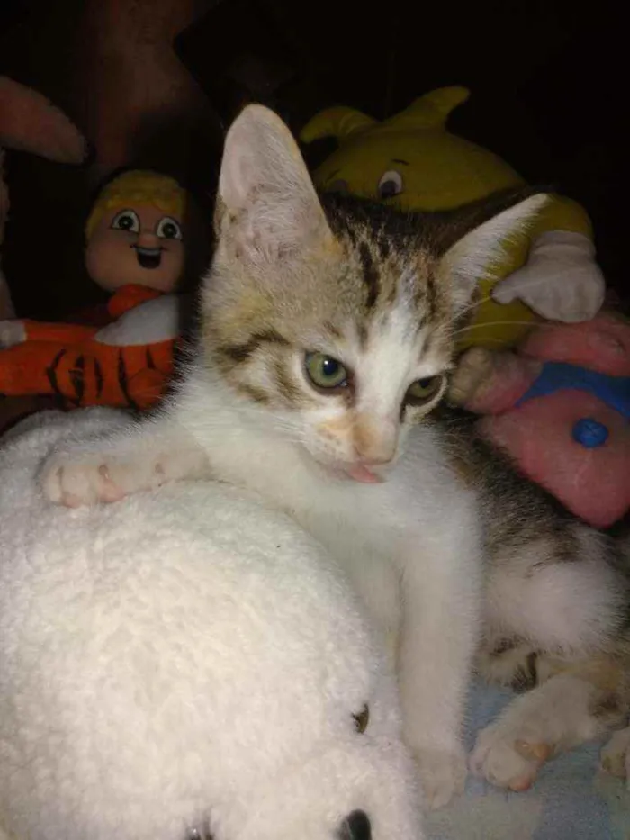 Gato ra a  idade Abaixo de 2 meses nome Filhotinhos