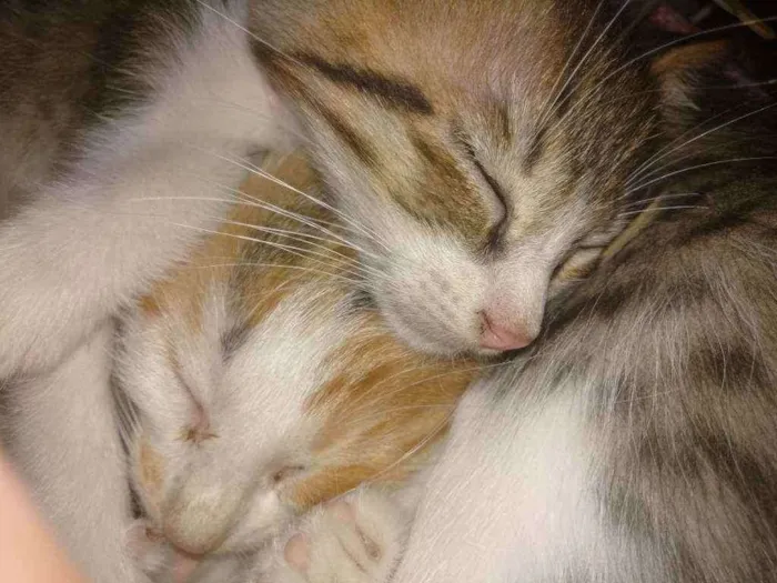 Gato ra a  idade Abaixo de 2 meses nome Filhotinhos