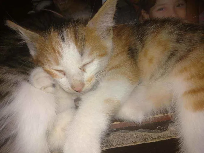 Gato ra a  idade Abaixo de 2 meses nome Filhotinhos
