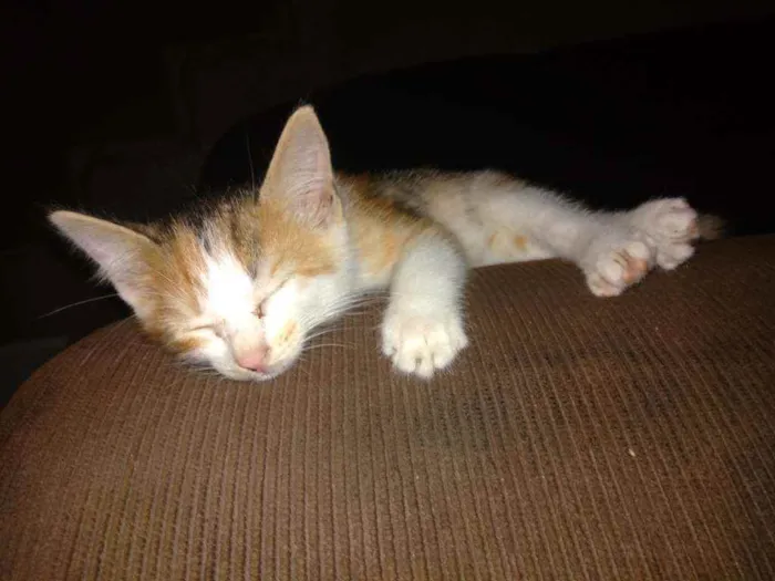Gato ra a  idade Abaixo de 2 meses nome Filhotinhos