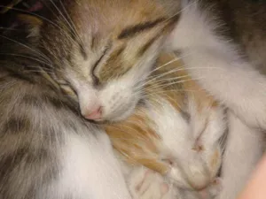 Gato raça  idade Abaixo de 2 meses nome Filhotinhos