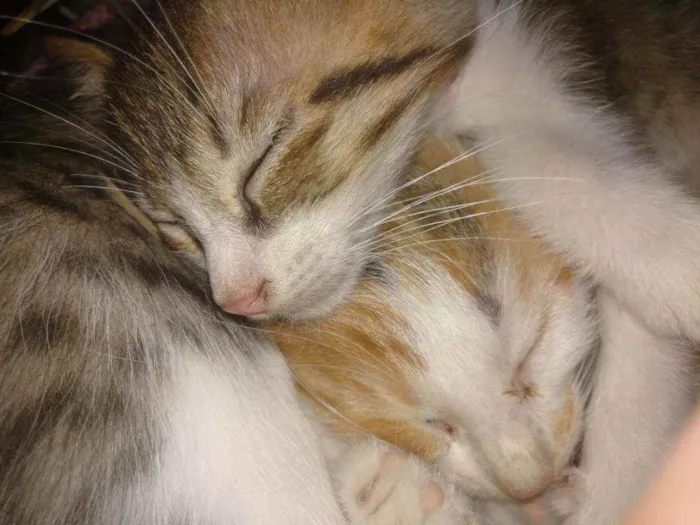 Gato ra a  idade Abaixo de 2 meses nome Filhotinhos