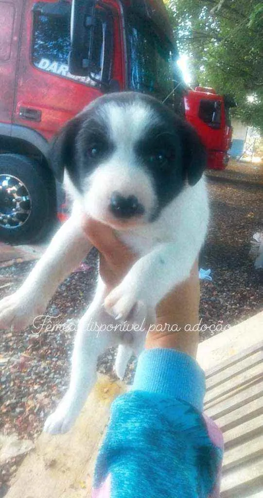 Cachorro raça Mistura  idade Abaixo de 2 meses nome Filhotes 
