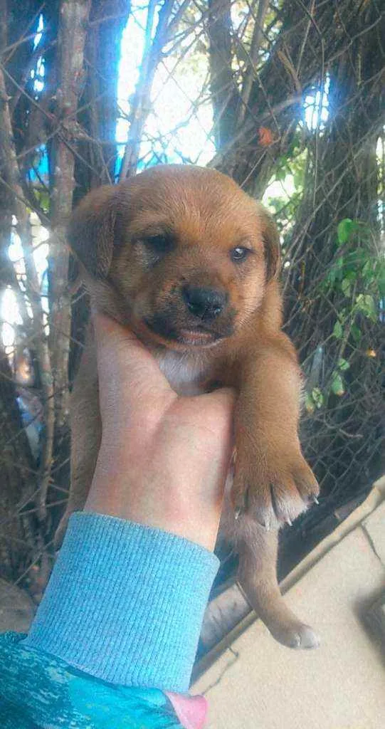 Cachorro raça Mistura  idade Abaixo de 2 meses nome Filhotes 