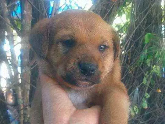 Cachorro raça Mistura  idade Abaixo de 2 meses nome Filhotes 