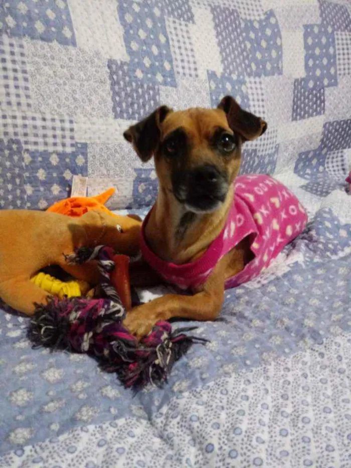Cachorro ra a Srd idade 3 anos nome Pank