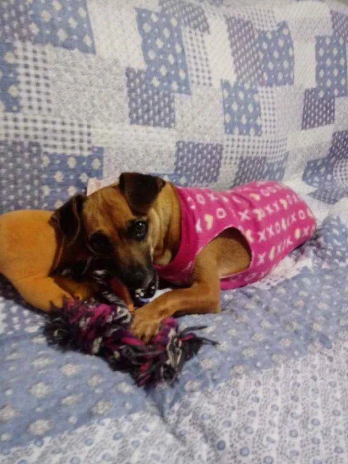 Cachorro ra a Srd idade 3 anos nome Pank