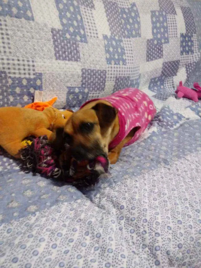 Cachorro ra a Srd idade 3 anos nome Pank
