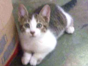 Gato raça Sem raça definida idade 2 a 6 meses nome Mia, Mio