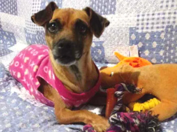 Cachorro ra a Srd idade 3 anos nome Pank