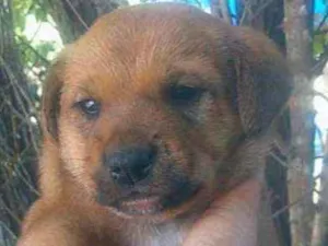 Cachorro raça Mistura  idade Abaixo de 2 meses nome Filhotes 