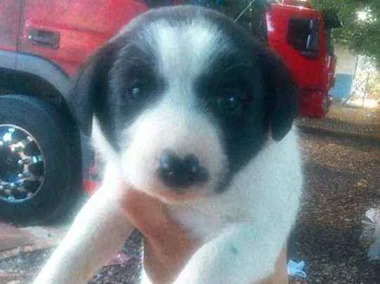 Cachorro raça Mistura  idade Abaixo de 2 meses nome Filhotes 