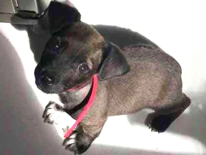 Cachorro ra a  idade 2 a 6 meses nome Junior 