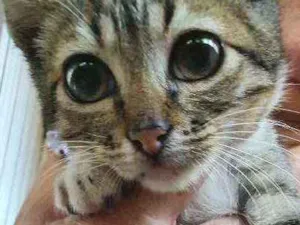 Gato raça SRD idade 2 a 6 meses nome Sansão 