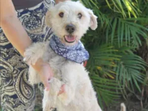 Cachorro raça Mix de poodle idade 3 anos nome Bob