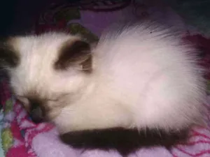 Gato raça Siamês  idade 2 a 6 meses nome Não tem nome ainda