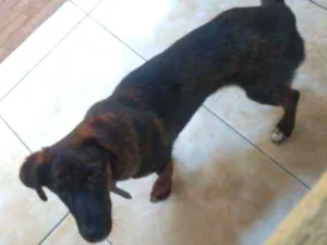 Cachorro raça Vira lata idade  nome Gema