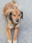 Mel