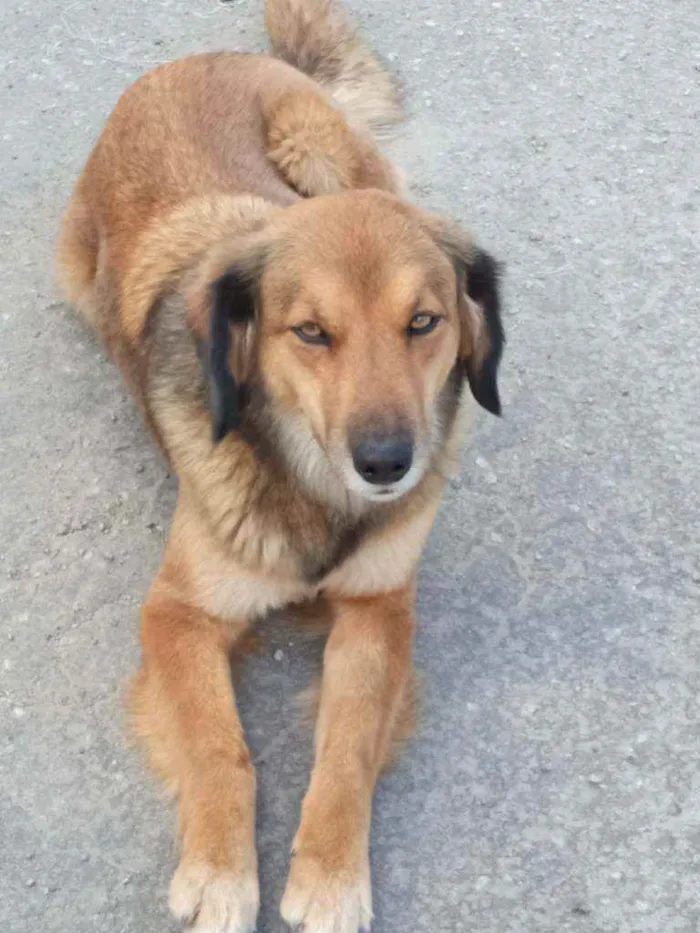 Cachorro ra a Vira-lata  idade 4 anos nome Mel