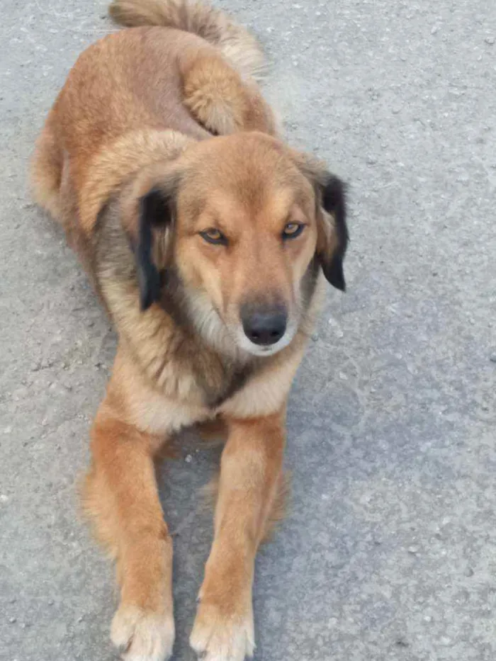 Cachorro ra a Vira-lata  idade 4 anos nome Mel