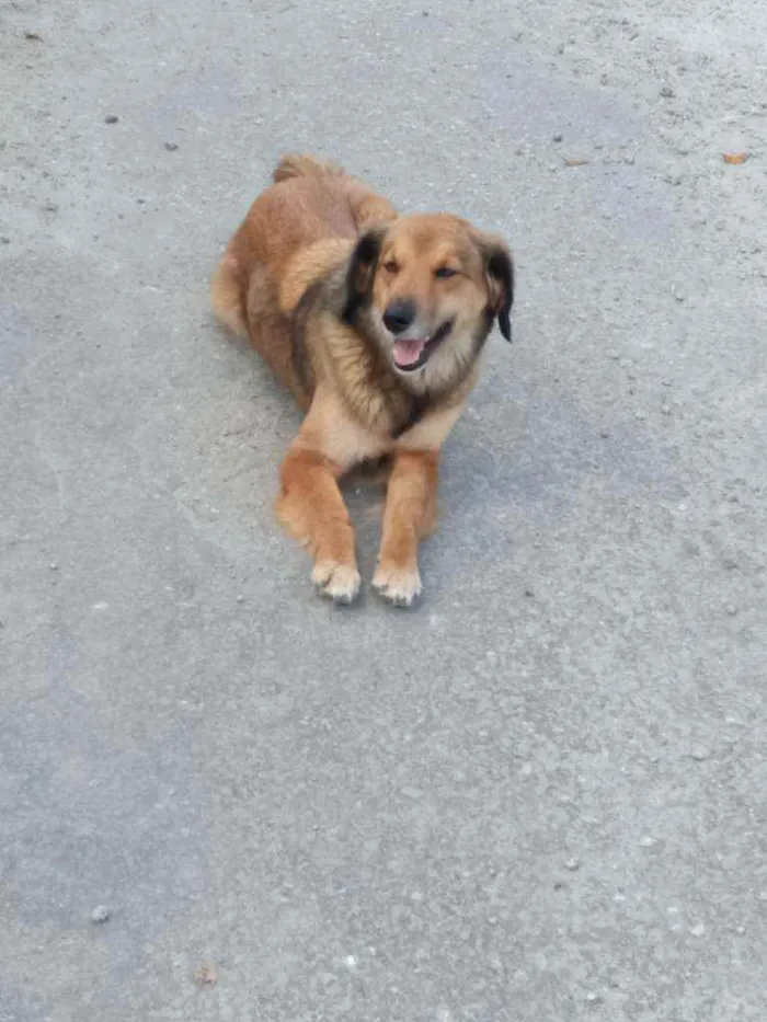 Cachorro ra a Vira-lata  idade 4 anos nome Mel