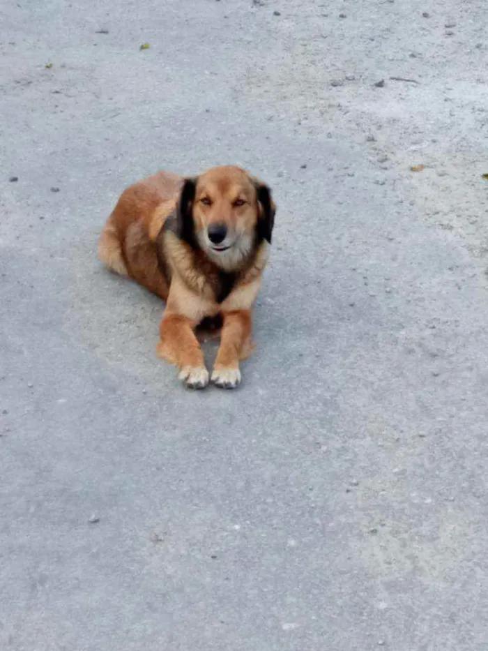 Cachorro ra a Vira-lata  idade 4 anos nome Mel