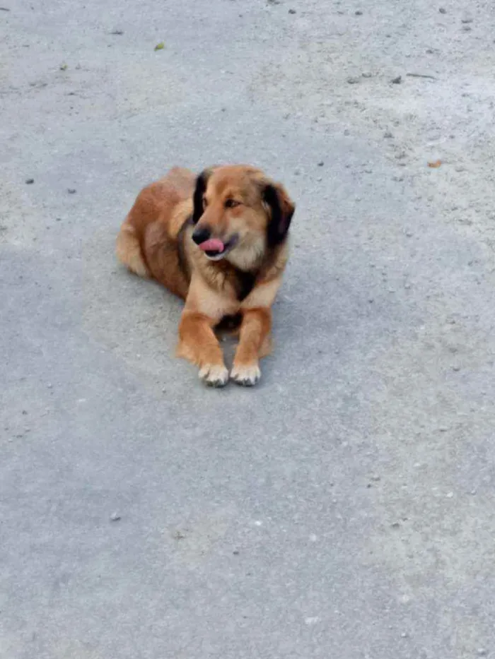 Cachorro ra a Vira-lata  idade 4 anos nome Mel