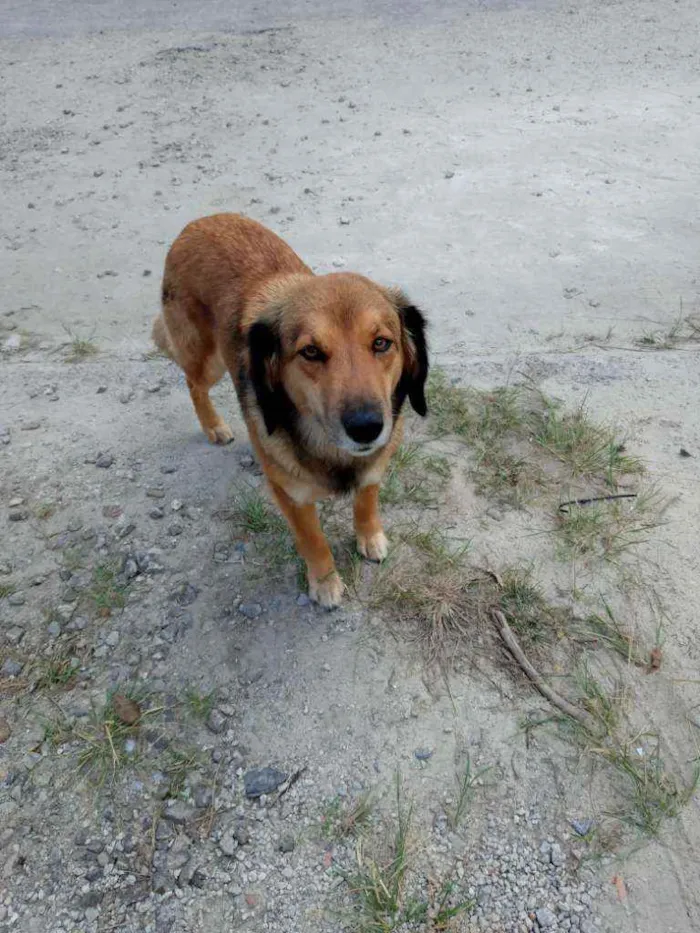 Cachorro ra a Vira-lata  idade 4 anos nome Mel