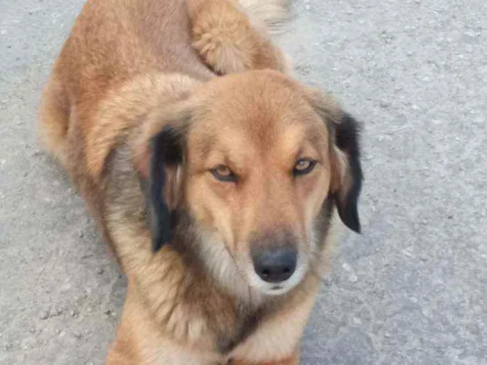 Cachorro ra a Vira-lata  idade 4 anos nome Mel