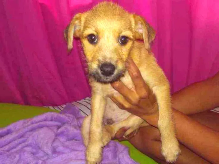 Cachorro ra a SRD idade Abaixo de 2 meses nome Sonic