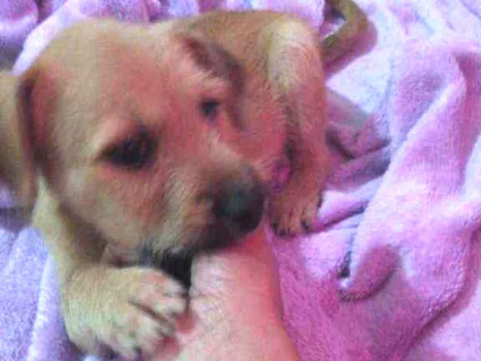 Cachorro ra a SRD idade Abaixo de 2 meses nome Sonic