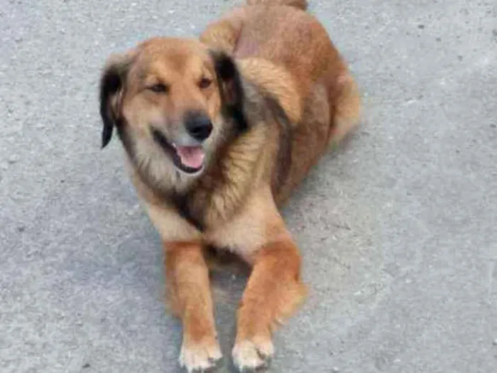 Cachorro ra a Vira-lata  idade 4 anos nome Mel