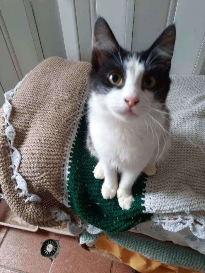 Gato ra a srd idade 2 a 6 meses nome rabito