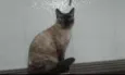 Amora