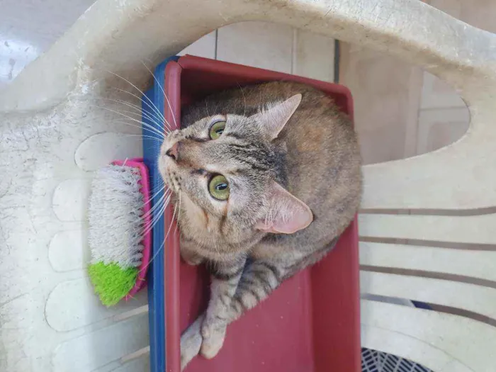 Gato ra a SRD idade 2 anos nome Luna