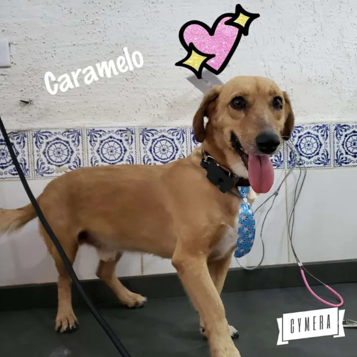 Cachorro ra a SRD idade 2 anos nome CARAMELO