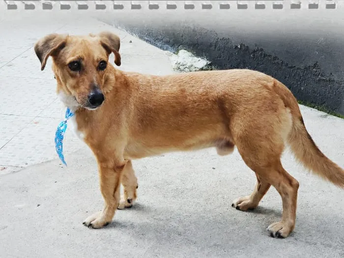 Cachorro ra a SRD idade 2 anos nome CARAMELO
