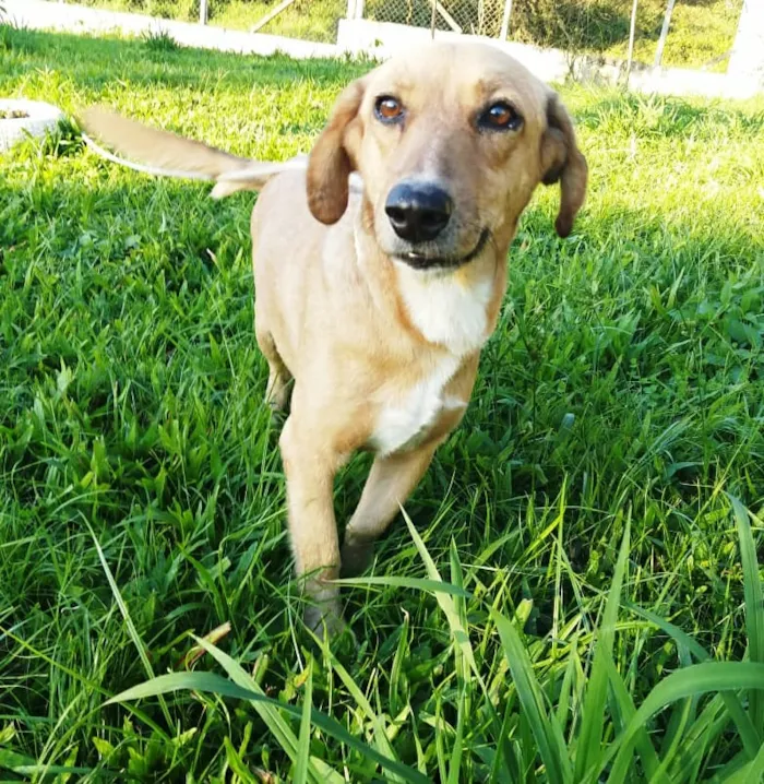 Cachorro ra a SRD idade 2 anos nome CARAMELO