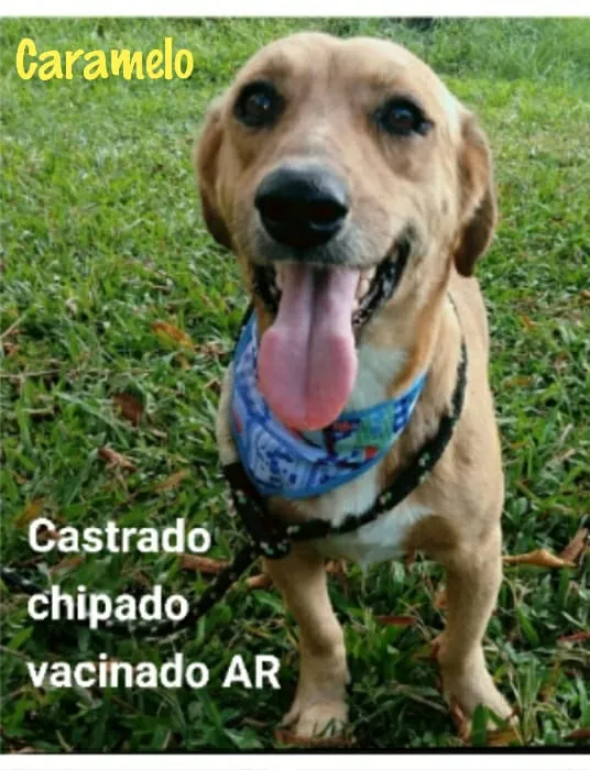 Cachorro ra a SRD idade 2 anos nome CARAMELO