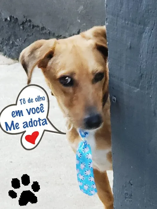 Cachorro ra a SRD idade 2 anos nome CARAMELO