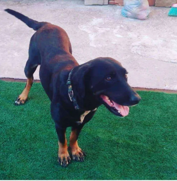 Cachorro ra a SRD idade 1 ano nome Catarina 