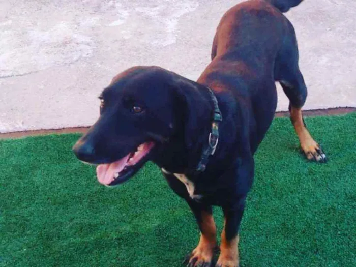 Cachorro ra a SRD idade 1 ano nome Catarina 